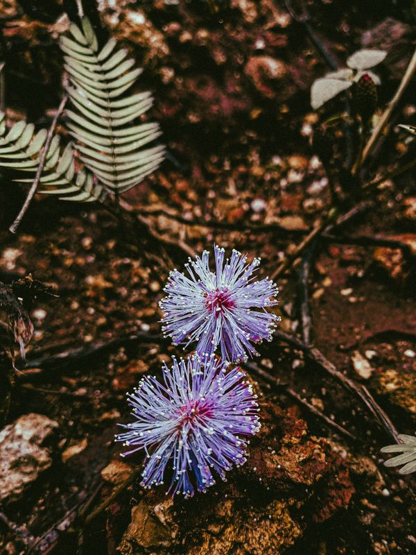 Flower of the plant Mimosa pudica thumbnail