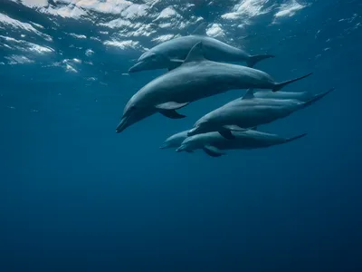 Female Dolphins Seem to Remember Which Males Were Aggressive During Mating Season—and May Try to Avoid Them image