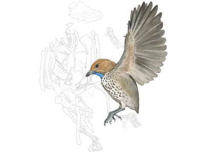 An illustration of the fossil skeleton of the new bird species&nbsp;Imparavis attenboroughi&nbsp;and a reconstruction of what the animal would have looked like in flight.
