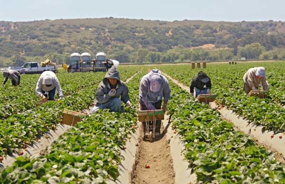 Strawberry pickers in Salinas, Calif., photographed April 27, 2009