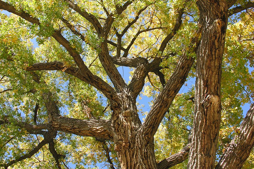 Cottonwood.jpg