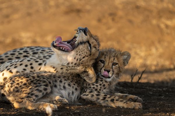 Lounging Cheetahs thumbnail