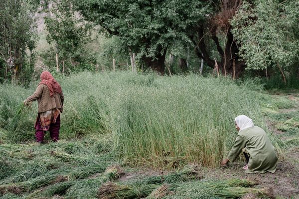 Two women harvesting grass in Kargil, Ladakh. thumbnail