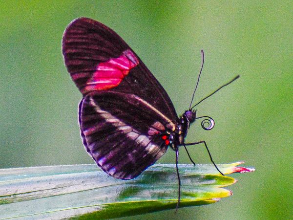 Butterfly drinking thumbnail