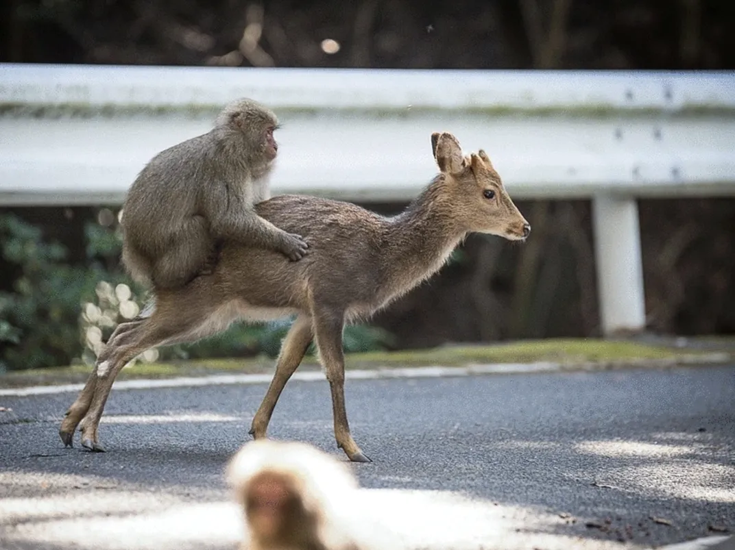 a monkey rides on the back of a deer that's walking on a road