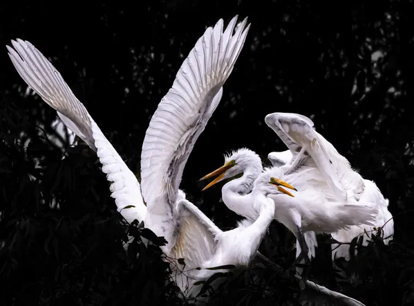 Food Fight - Great Egret Chicks fighting over food from parents thumbnail