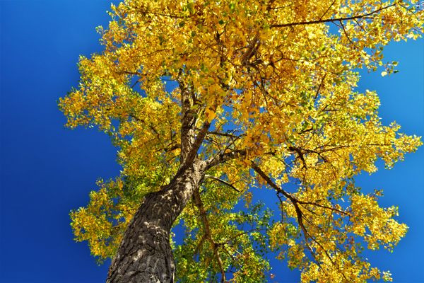 Upward Glance of Fall Foliage thumbnail