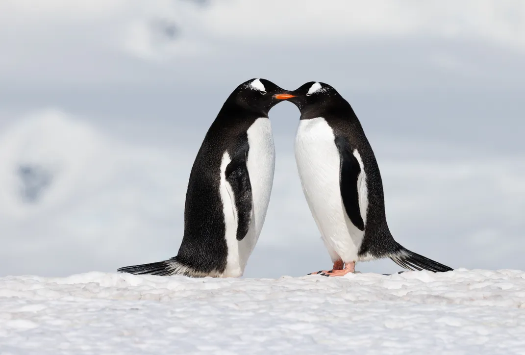 15 - Is that a smooch? Two gentoo penguins align beak-to-beak at Mikkelsen Harbor.
