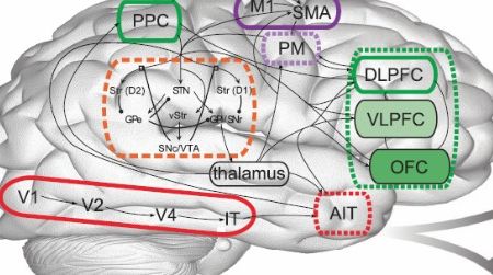 Meet Spaun, a computer model that mimics brain behavior.