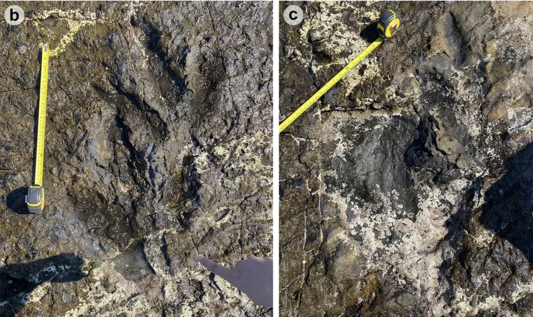 imprints of three-toed dinosaur footprints in sandstone