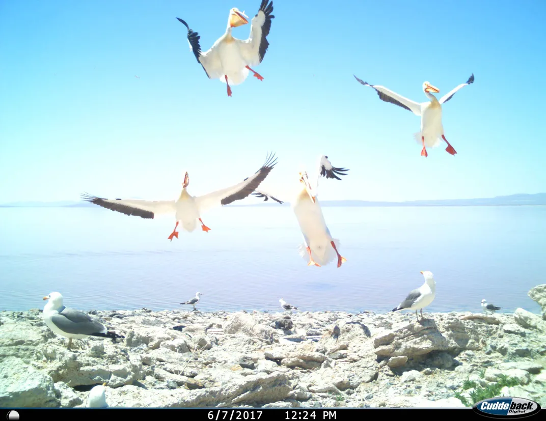 Pelicans coming in for landing on PELIcam.