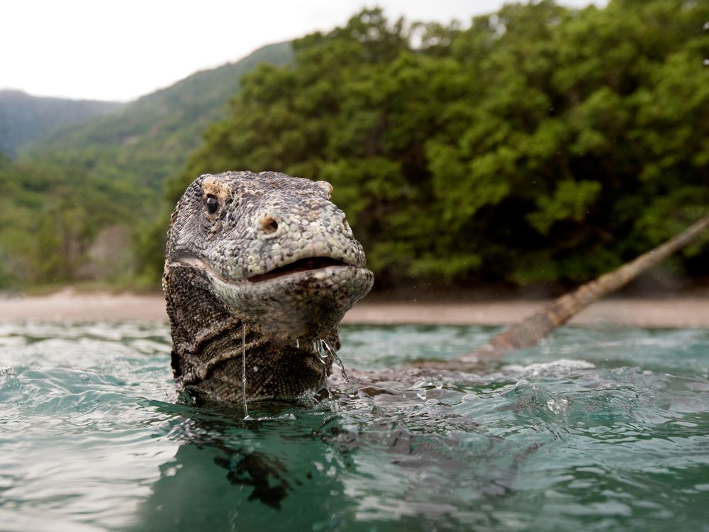 a living dinosaur