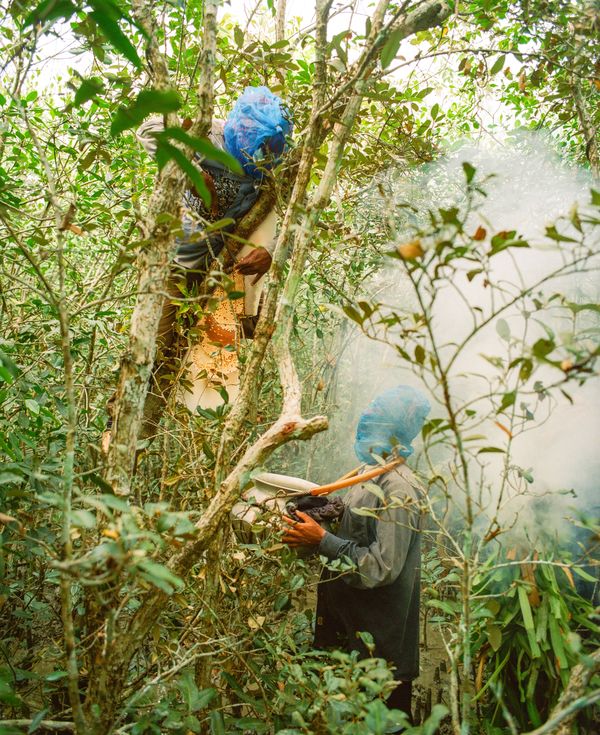 Sundarbans Honey Collectors thumbnail