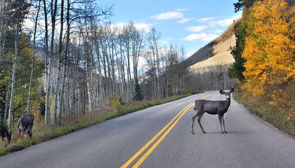 How Roads Have Transformed the Natural World