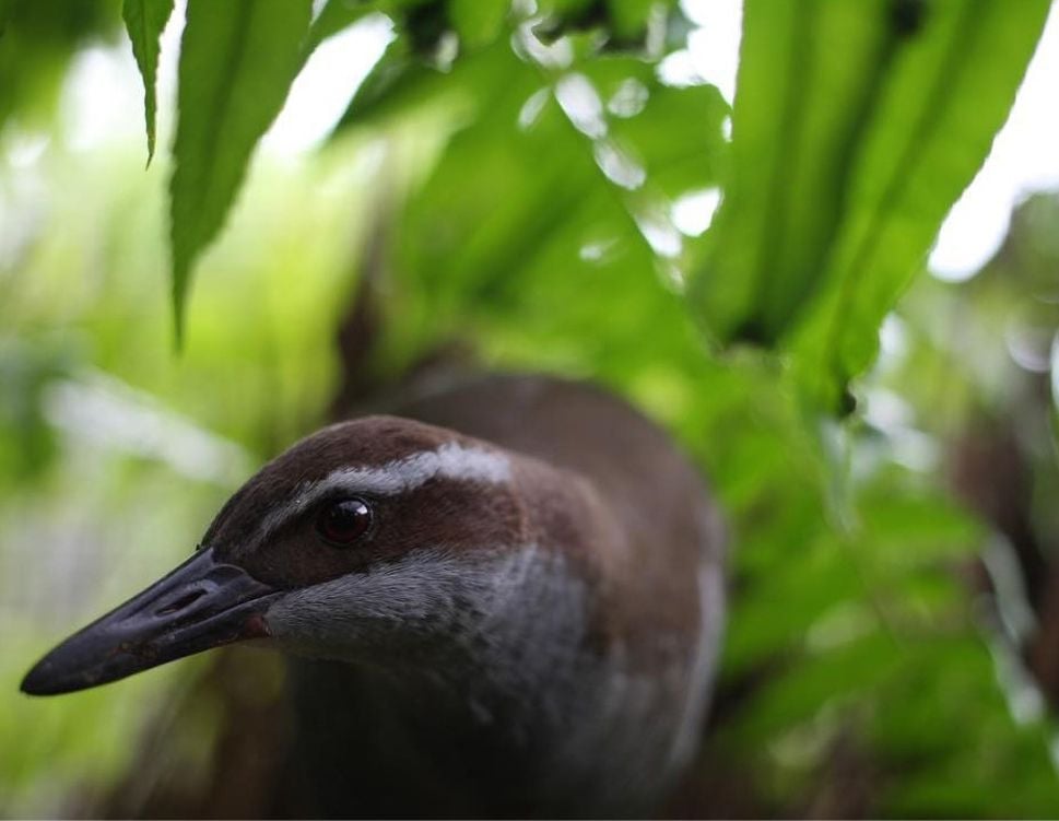 A bird, called a Guam rail, walks along the ground in a forested area