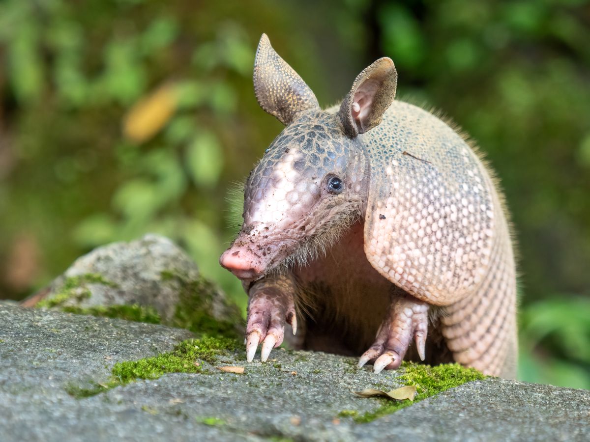 Typically spotted in the South and Southeast, the creatures have been reaching increasingly distant states like North Carolina, Virginia and Illinois as winters