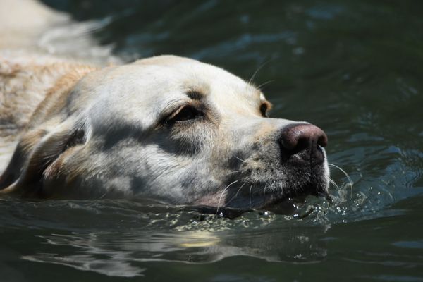Doggie cooling off on a summer day. thumbnail