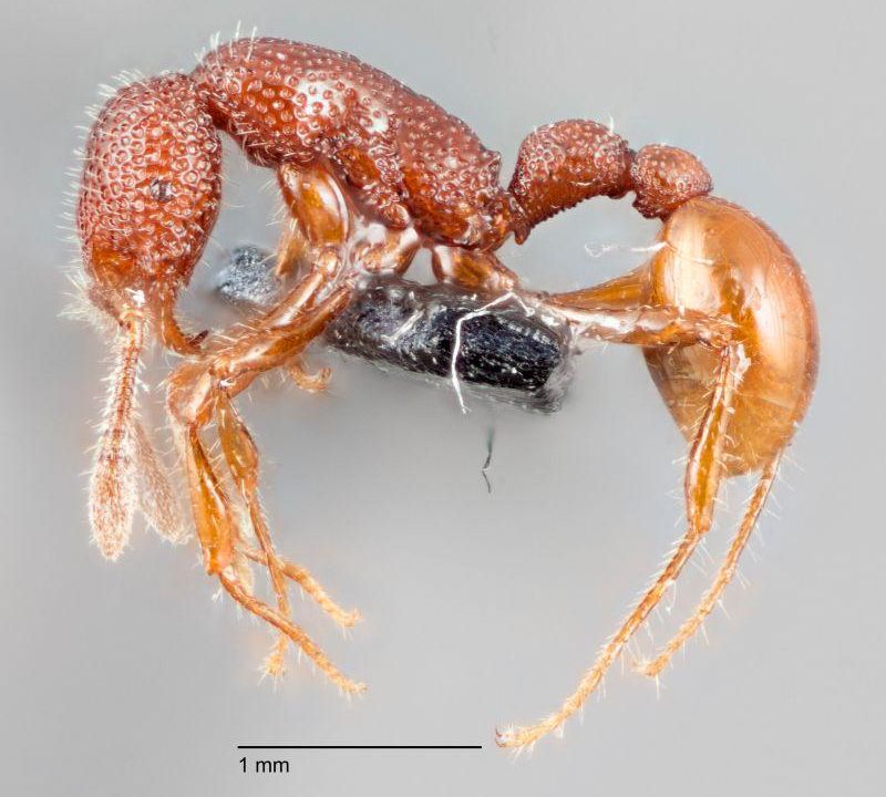 T. Rex Ants Found Alive for the First Time