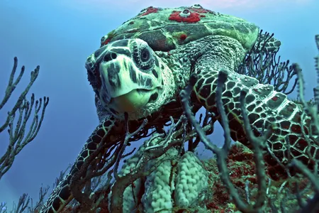 A hawksbill sea turtle munches away on a sponge near Juno Beach.

