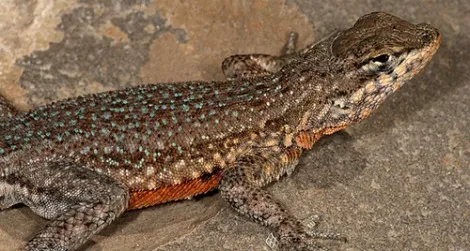 A side-blotched lizard in Utah