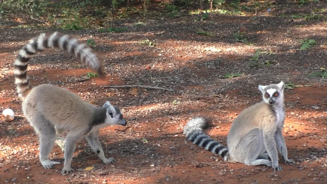 A male lemur waiving his tail at a female.