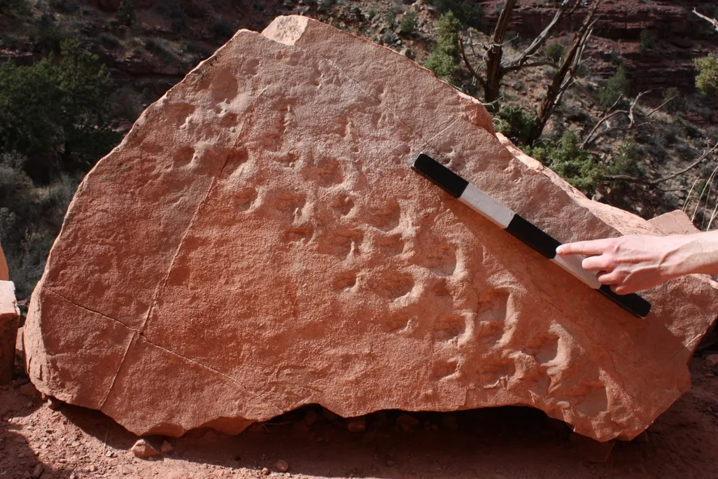 A large chunk of reddish rock with a series of indentations, starting in the lower righthand side and moving up diagonally across the rock's surface. A person holds a black-and-white stick next to the boulder for scale.