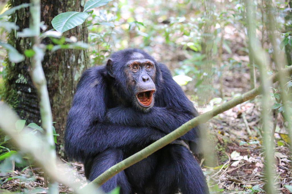 chimp