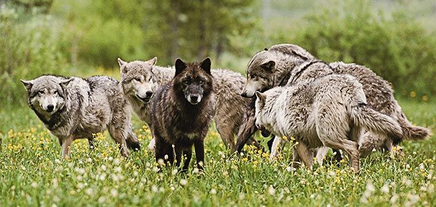 Gray wolves