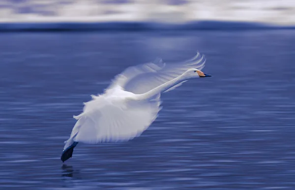 The Wings in slow motion thumbnail