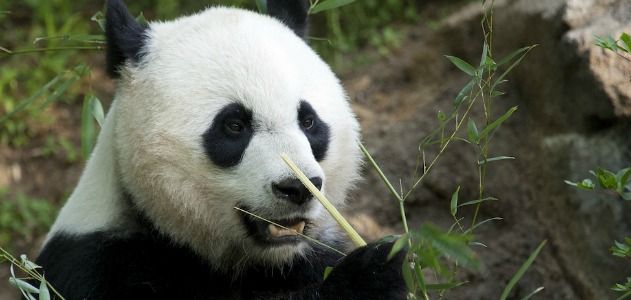 Panda-hero.jpg