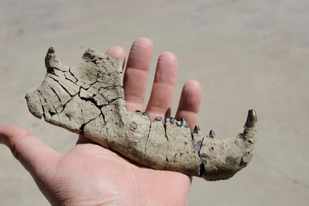 A jaw of an Eoconodon coryphaeus—a house cat-sized omnivore that lived between about 66 and 63 million years ago—that Williamson collected in the San Juan Basin. 