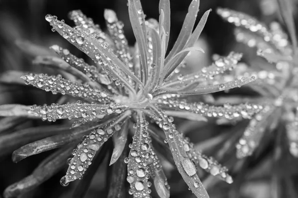 Rain drops on leaves thumbnail