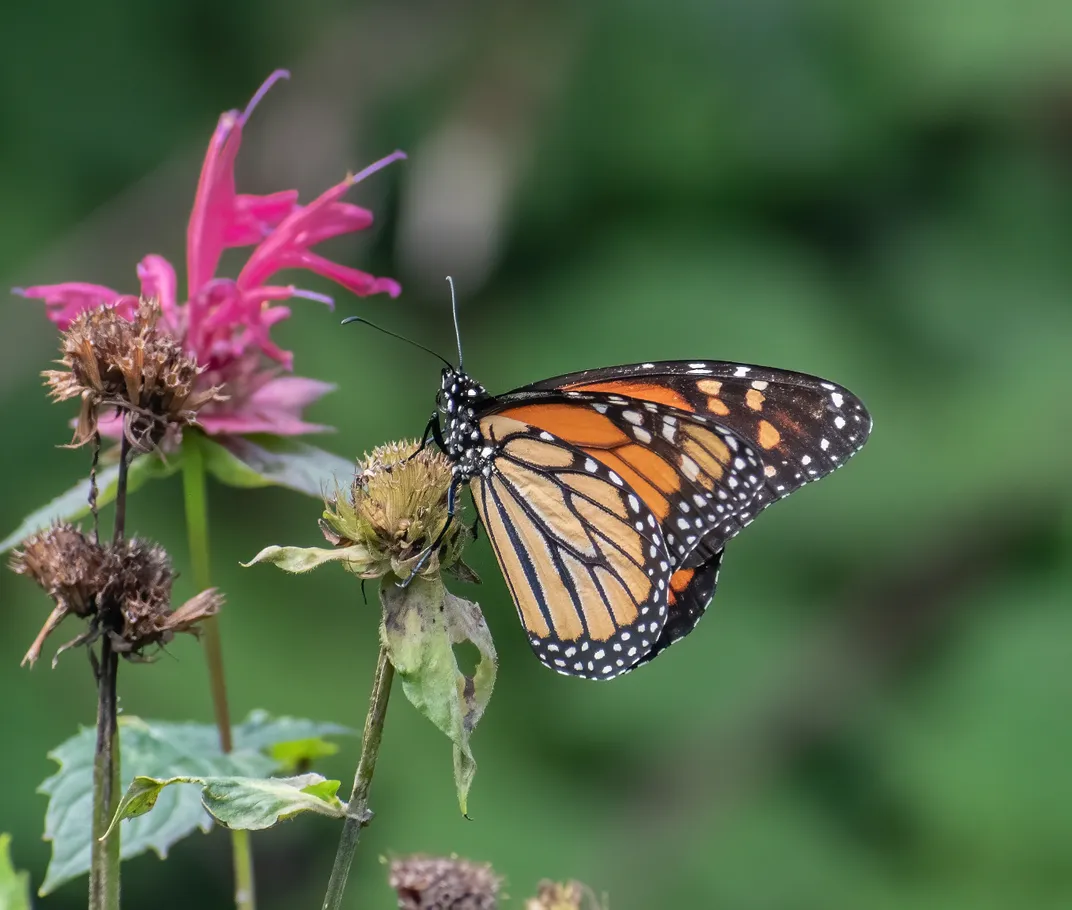 A Special Monarch Butterfly - Nikon D5500 DSLR | Smithsonian Photo ...