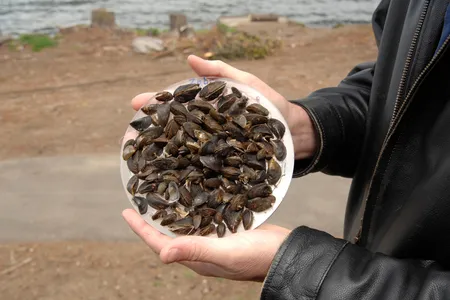 Invasive species, like the zebra mussels seen here, have been on scientists' radar for decades. But intensifying storm surges and flooding caused by hurricanes are moving these, and other non-native species, to new locations.