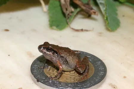 Genetically, each species were different, but the team also found differences in the skull shapes, the levels of bone formation in the skeleton, and the number of warts on the hands and feet. (Pictured: C. cueyatl)