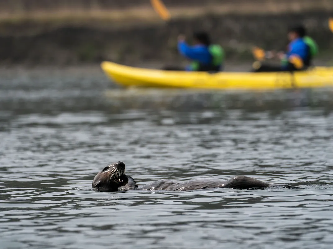 Sea Otter and Kayak