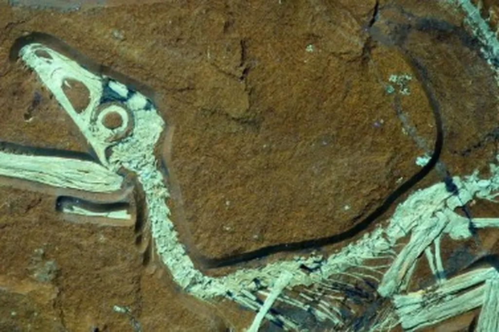 The skeleton of Sciurumimus, seen under UV light. You can see traces of protofeathers alon the dinosaur’s tail.