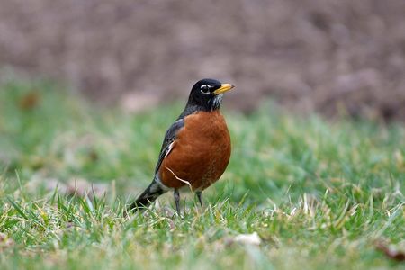 In late April, scientists and the public noticed a surprising number of birds in the mid-Atlantic region were exhibiting strange symptoms, often sick or dying. Smithsonian scientists need your help to figure out why.