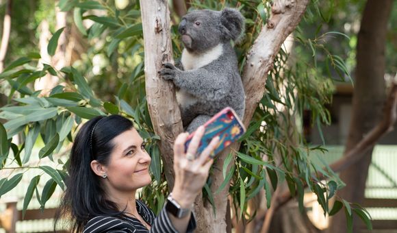 A big-eared, large-nosed, frown-mouthed furry grey and white medium-sized animal sits in the "v" of a small tree, holding one of the branches. In front of the animal is a woman with black hair wearing business clothes and smiling as she snaps a selfie.