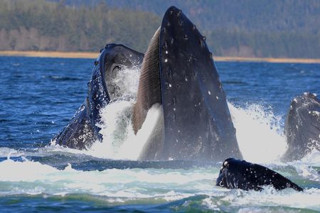 Baleen is the soft, hair-like structure on the upper mouth of whales, such as the humpback whale in this photo, which allows them to trap prey in their mouth.