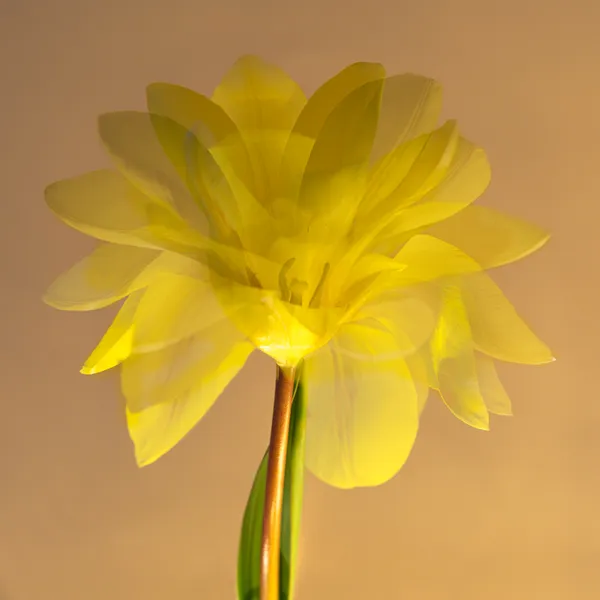 Adaptation thumbnail