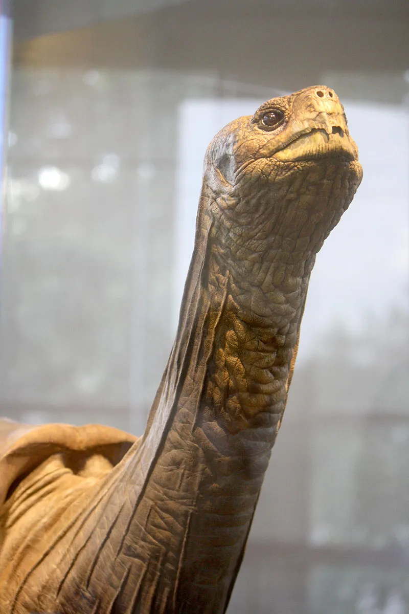 Lonesome George, the Last Tortoise of His Kind, Is on Posthumous Display in NYC 