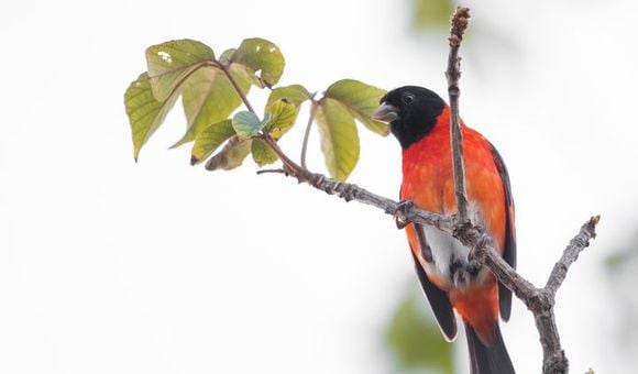 The red siskin or cardenalito is inextricably linked with Venezuela’s identity, yet it is now rare in its natural habitat.