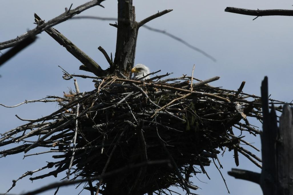 baby eagle.jpg
