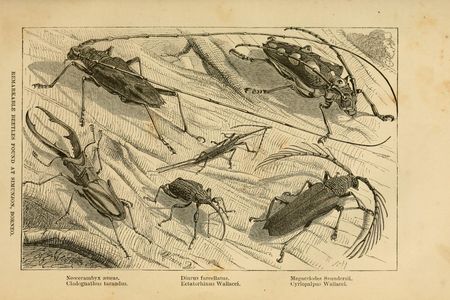 Some of the ‘remarkable beetles’ Wallace collected in Borneo.