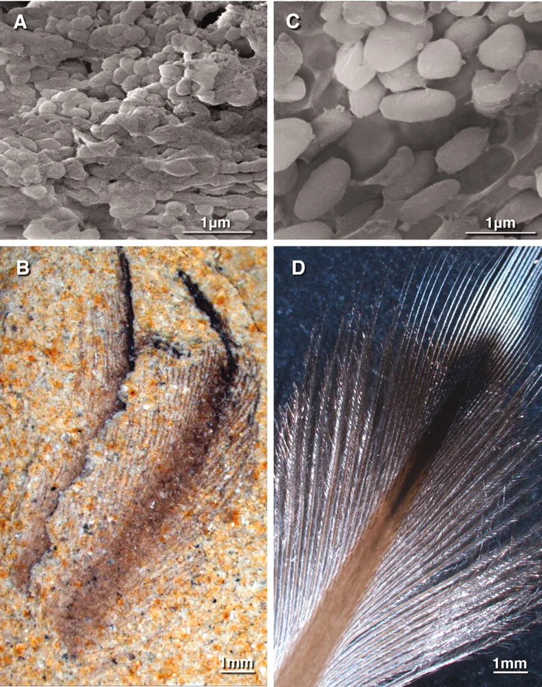 Smithsonian Insider – Yellow pigment in penguin feathers is chemically  distinct, spectroscopic studies reveal