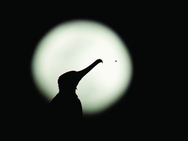 Circle Of Light thumbnail