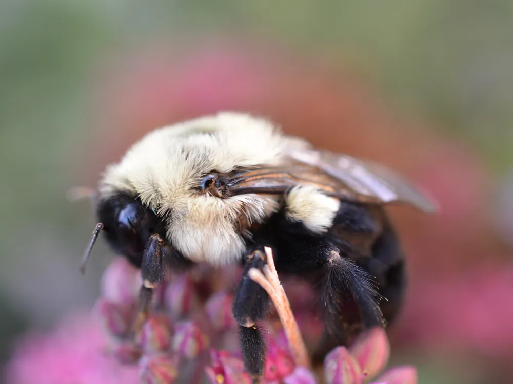 a fluffy bumblebee, close up