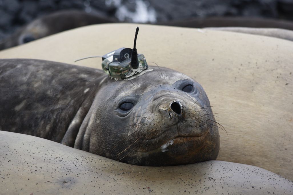 0000-seal.jpg
