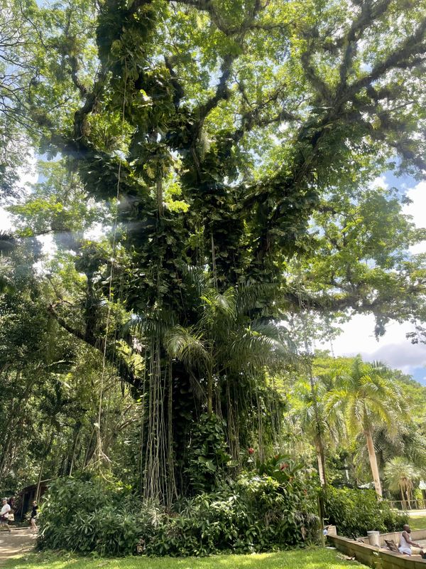 A beautiful tree while hiking in Jamaica. thumbnail
